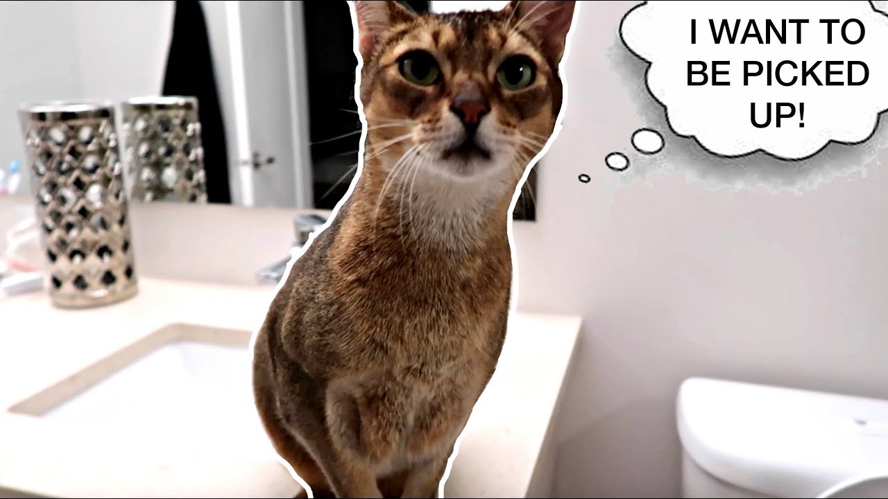 Abyssinian cat wants to be picked up *wait for it*