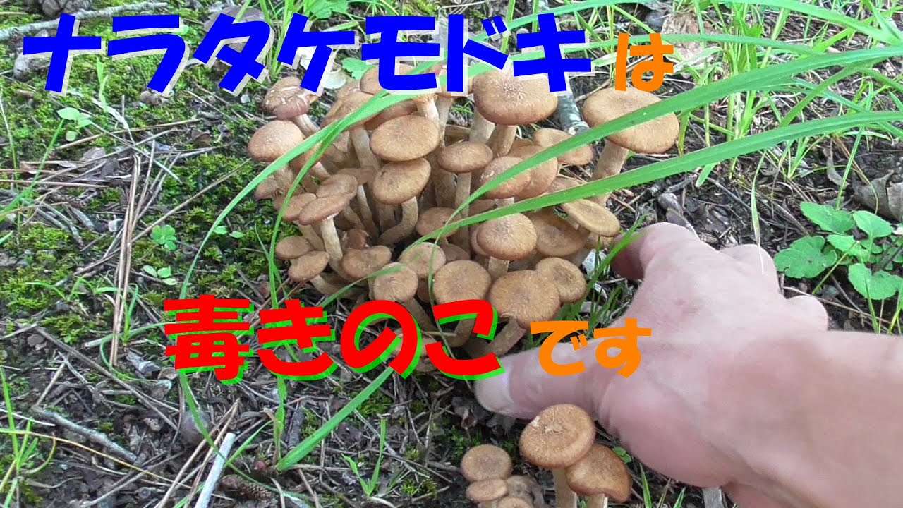 【公園でキノコ狩り】ナラタケモドキは毒キノコだから食べない方がいいよ