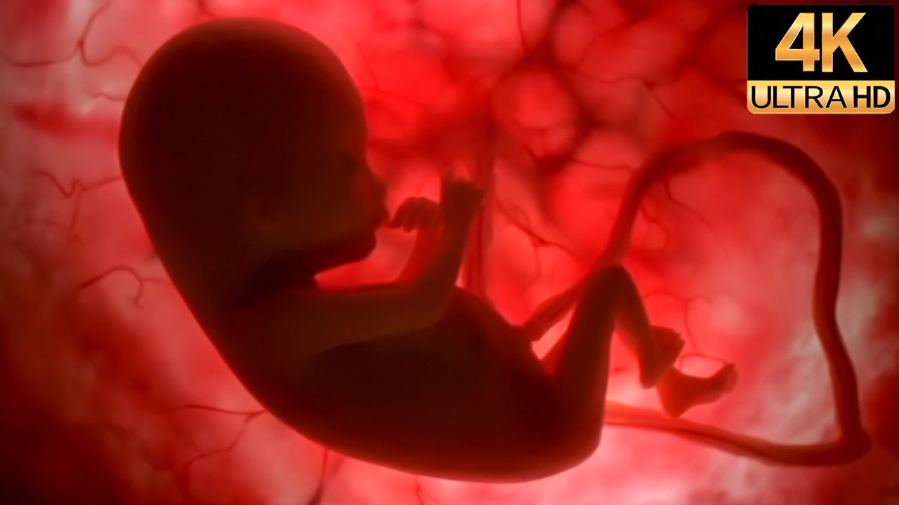 Human Development In the Womb | 4K Remastered