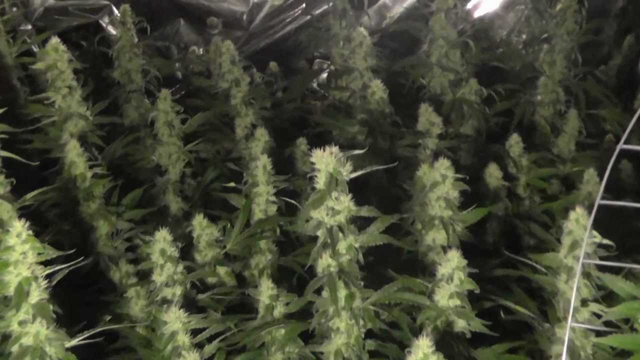 Hydroponic Medical Marijuana Grow - Sour Diesel - OG Kush - G-13 Day 38
