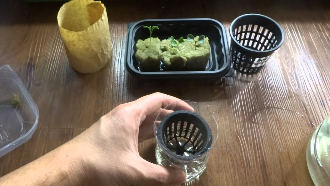 Hydroponic Kale - Dinosaur Kale Kratky Method - Non-Circulating Hydroponic 01