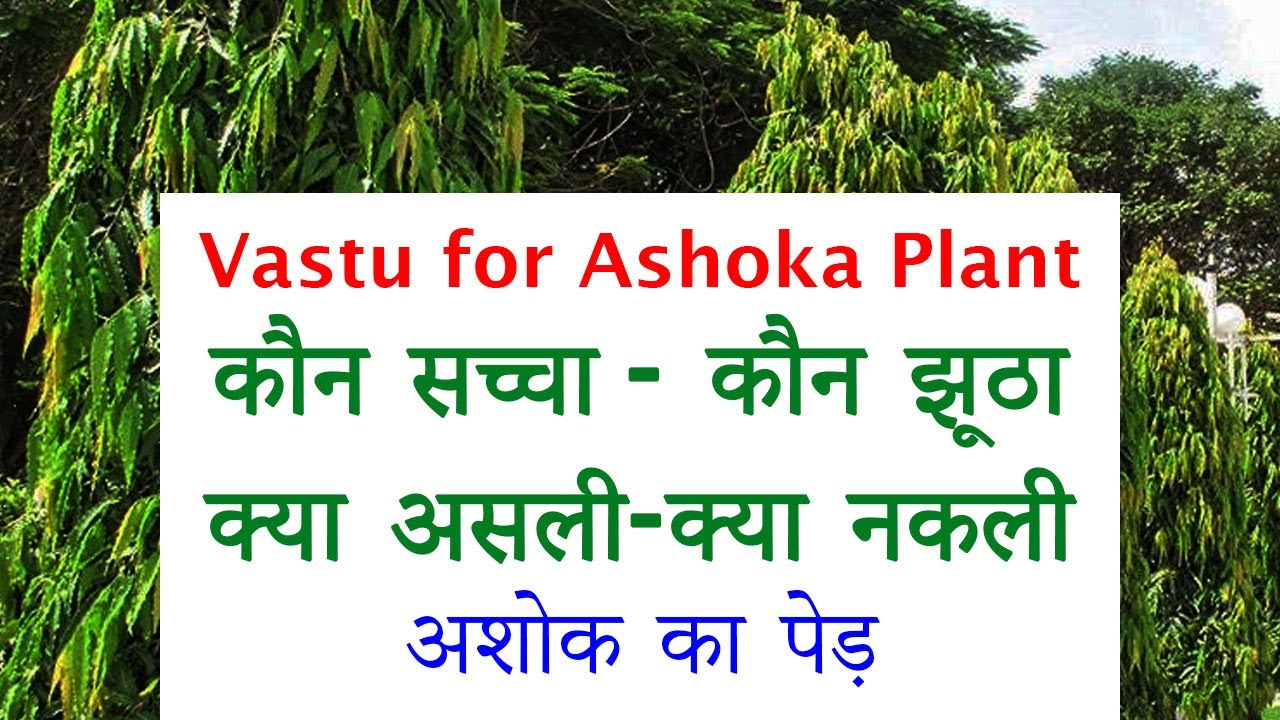 अशोक का पेड़ बेहद शुभ - किस्मत का पौधा- सभी दुखों को दूर करने वाला पेड़ Ashoka Tree in Astrology Vastu