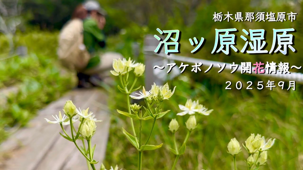 【沼ッ原湿原】9月 栃木県那須塩原市 アケボノソウ開花情報 まだまだ間に合います！