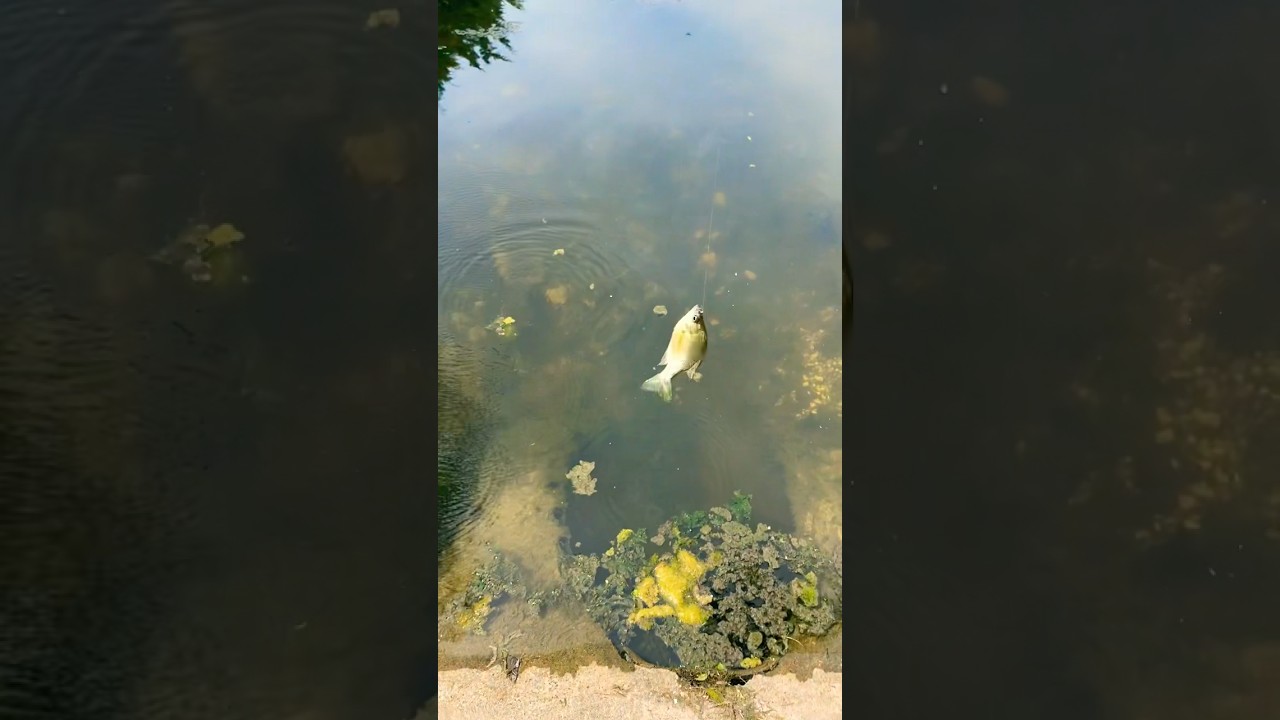 How to catch bluegill the easy way!
