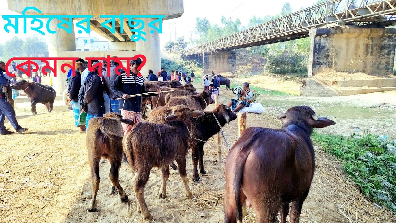 মহিষের বাছুর কেমন দাম?  কাহারোল হাট দিনাজপুর || ২৪/০১/২০২৬ 