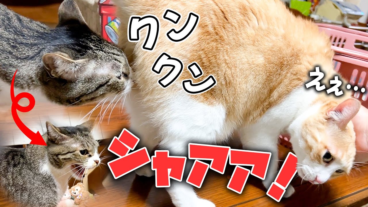 おしりの匂いが臭かったせいで仲良くなるチャンスを逃す猫