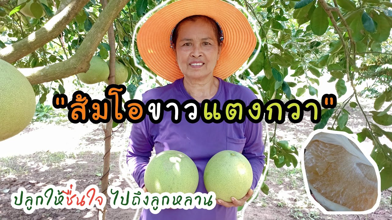 ส้มโอขาวแตงกวา ปลูกให้ชื่นใจ ไปถึงลูกหลาน เนื้อสีน้ำผึ้ง หวานฉ่ำ แซบสุดใจ #ส้มโอ