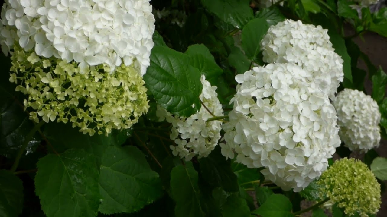 Meigetsuin, Hydrangea Temple (明月院)