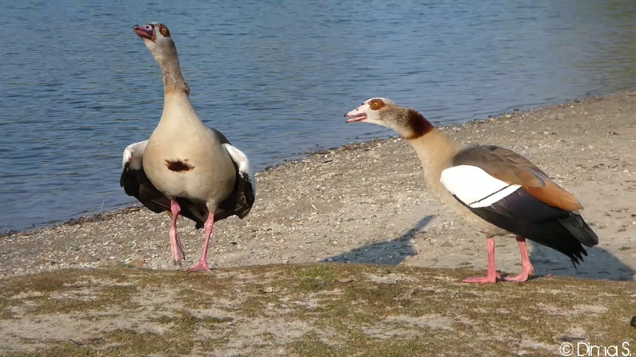 Aggressive Egyptian Geese defend their territory - Aggressive Nilgänsen verteidigen ihren Territoriu