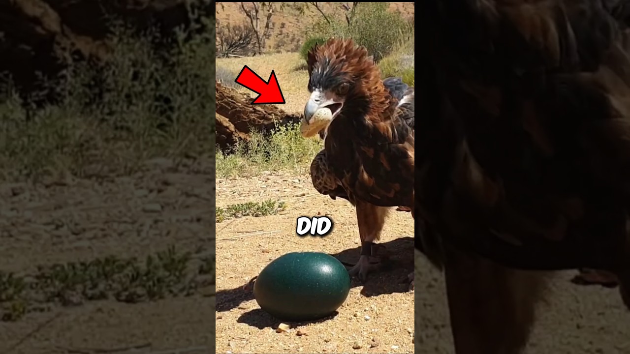 Cracking Emu Eggs Like a Genius Bird 🐣✨ #shortvideo #shortsfeed #shorts