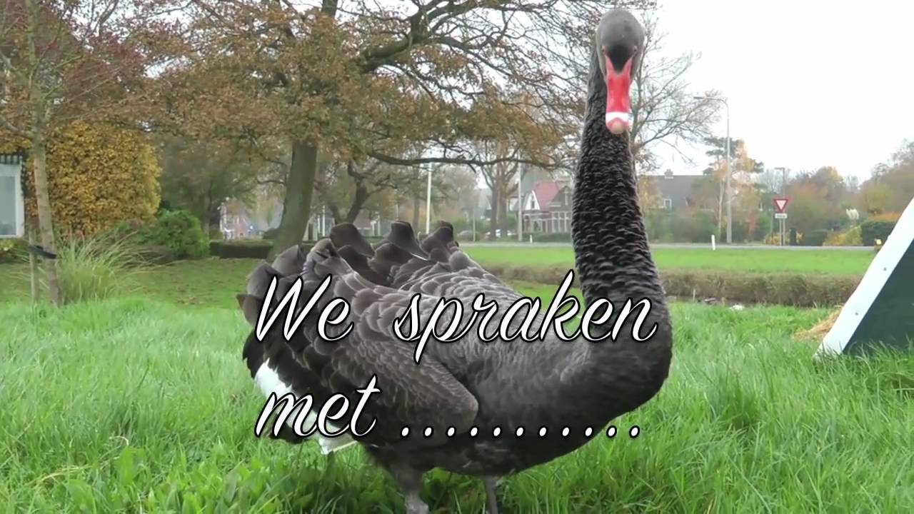 Zwarte zwanen spreken.........!