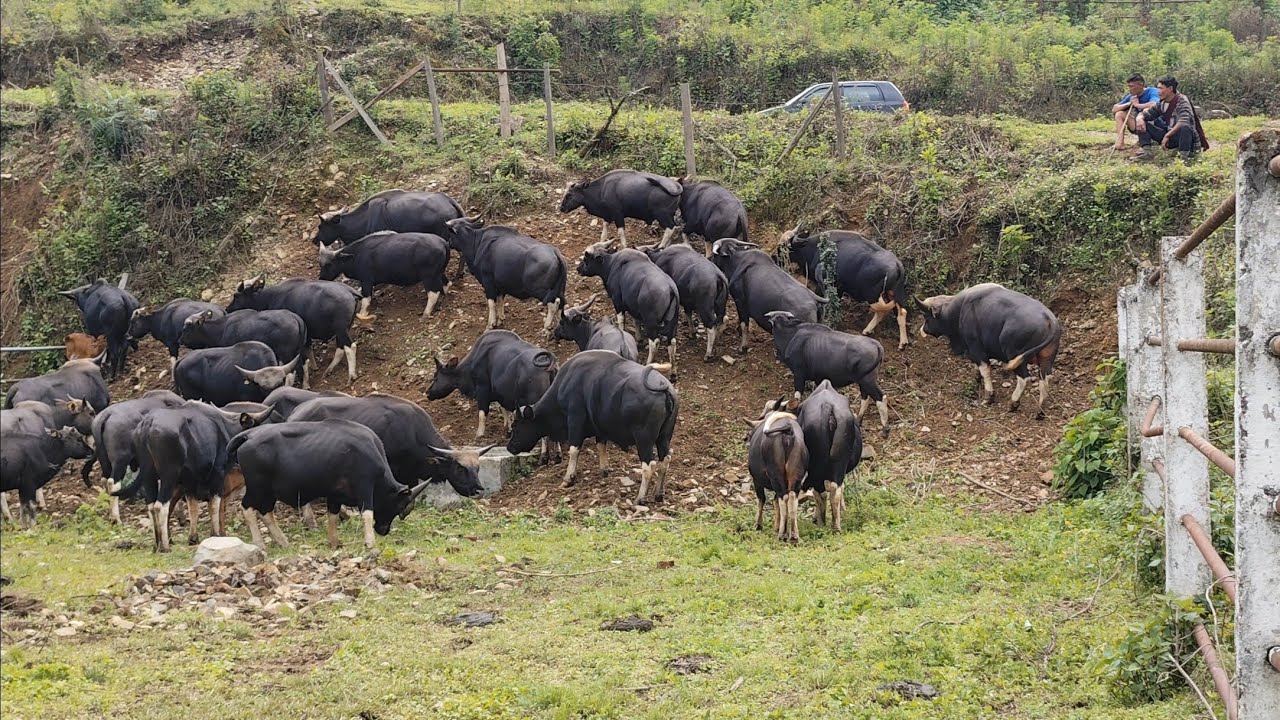 MITHUN FARMING MODEL IN NATURAL HABITAT Thuvopisu Village heavy duty 