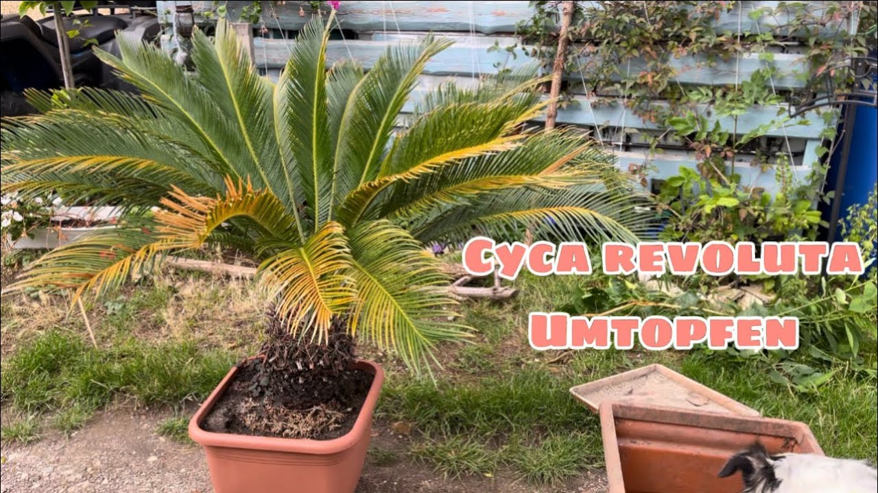 Cyca Revoluta Palmfarn Umtopfen - welches Substrat verwenden
