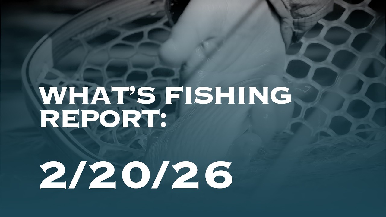 What's Fishing | Report: 2/20/26