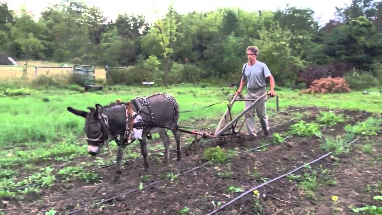 Sebastian Cultivating the Garden