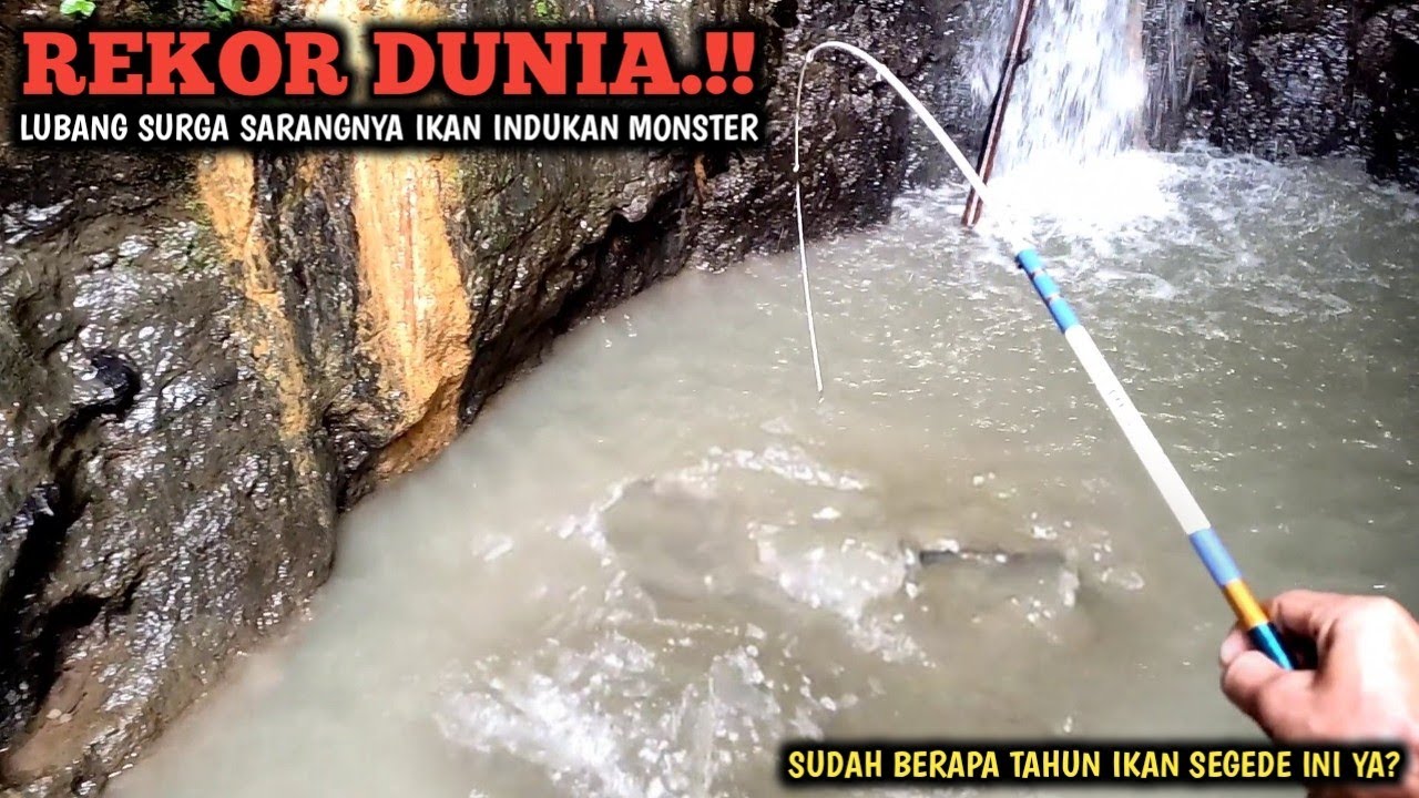 SPOT GILA.!! MANCING IKAN MONSTER BESAR INDUKAN BIKIN SAYA KUWALAHAN SAMPAI JANTUNGKU GEMETERAN BRO