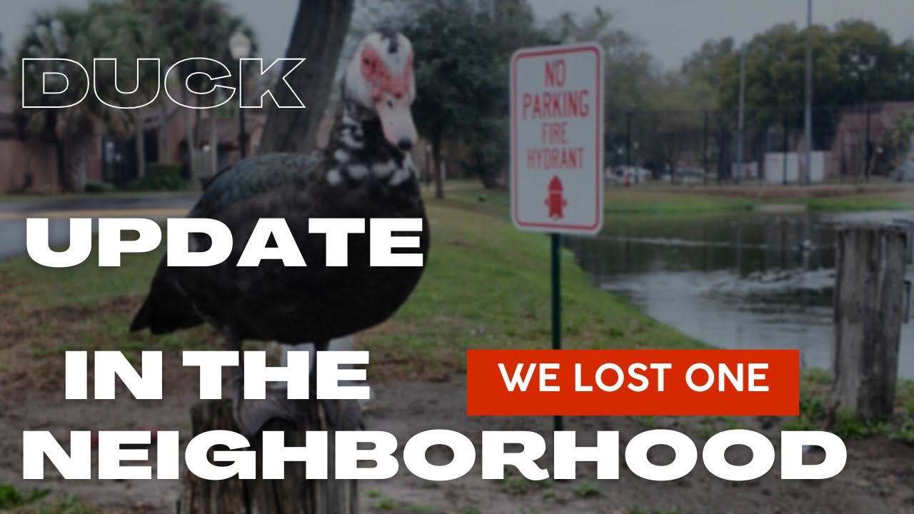 An Unfortunate Discovery - We Lost One Of The Ducks…