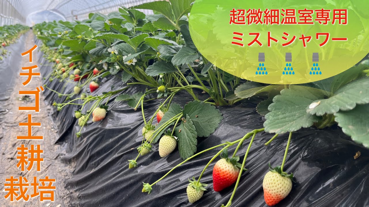 【温室用ミストシャワー】お客様の声〜イチゴ生産者 増山様〜