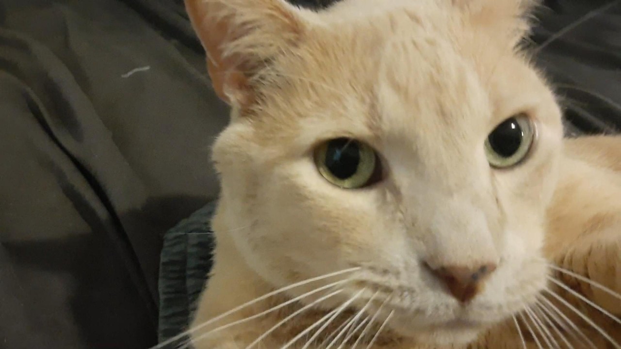 Almost Live #4:  Cats and EBAY Stores.  $.99 DECALS for the FANS!