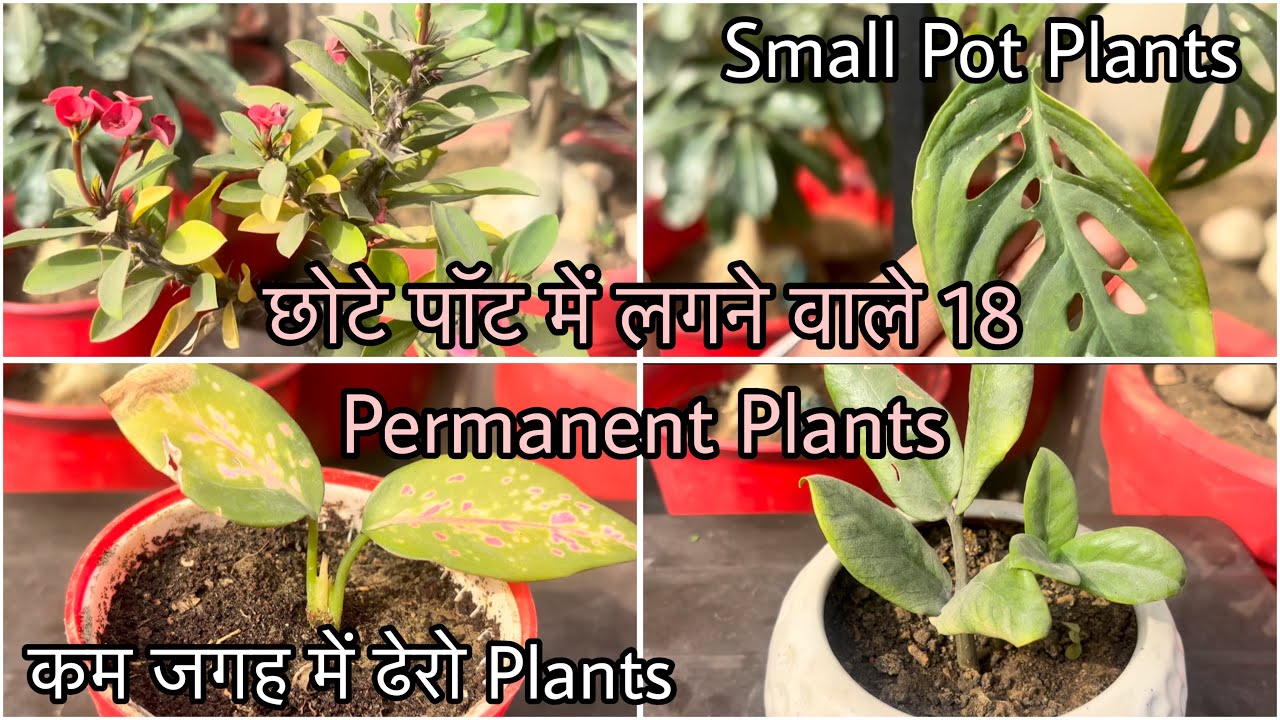 18 Small Pot Permanent Plants  | छोटे से छोटे Pot में भी अच्छे से चलते है ये Plants | Less Space 🪴 