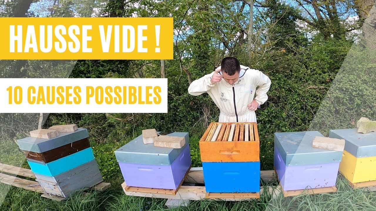 Abeilles qui ne montent pas dans la hausse ?! 10 causes fréquentes et leurs solutions