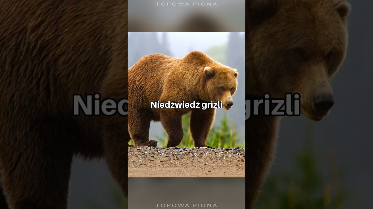 TOP 5 Rzeczy Znacznie Większych niż Myślisz!