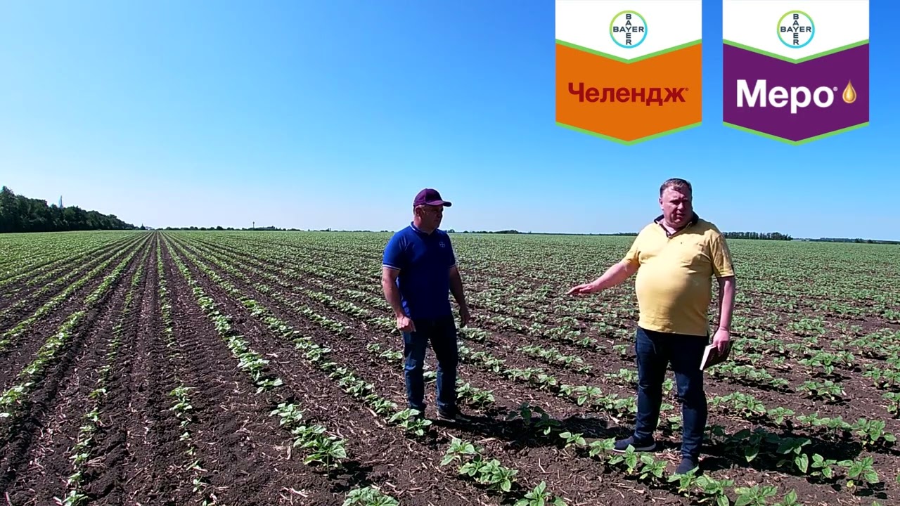 Як захистити соняшник від бур’янів без ґрунтових гербіцидів