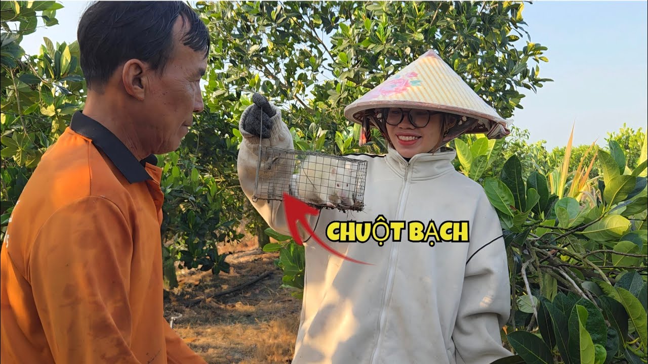Đặt Bẫ.y Vô Được Con Chuột Bạch Trắng Tinh_Chuột Chiên Mặn Kết Hợp Canh Chua..| ONMT #Tập 187