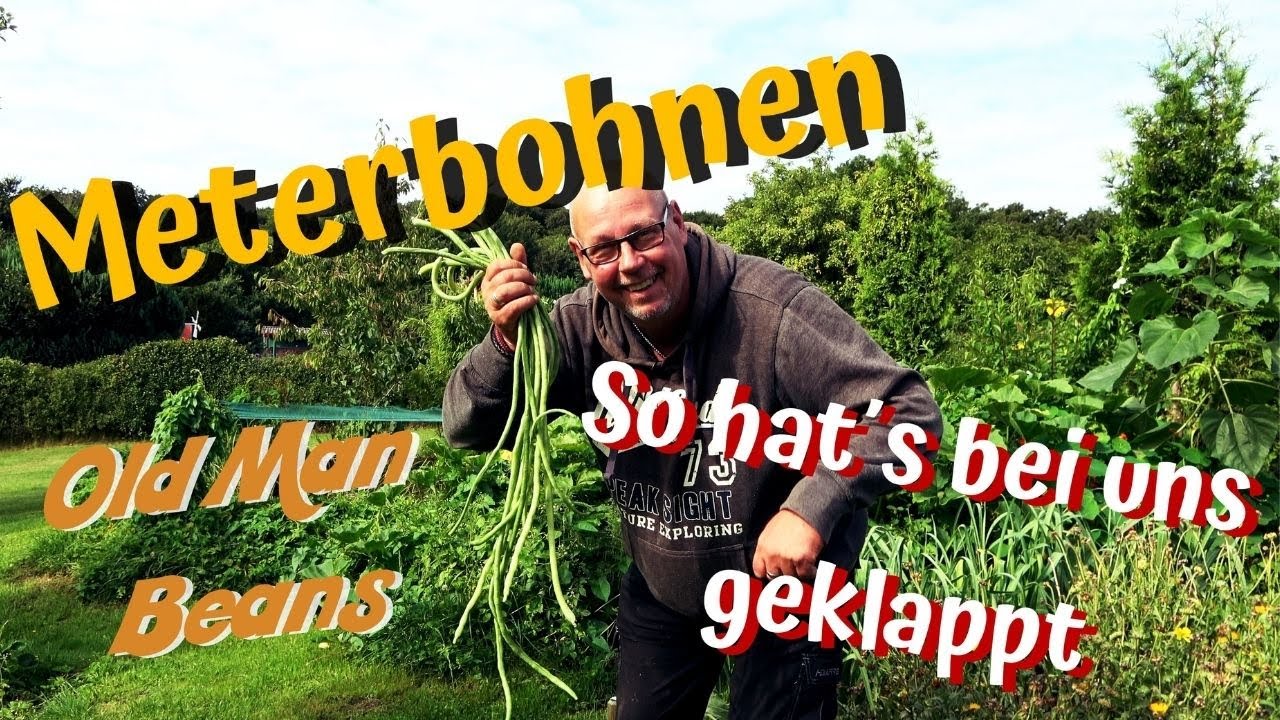 Meterbohnen anbauen / so hat es bei uns geklappt / Old Man Beans