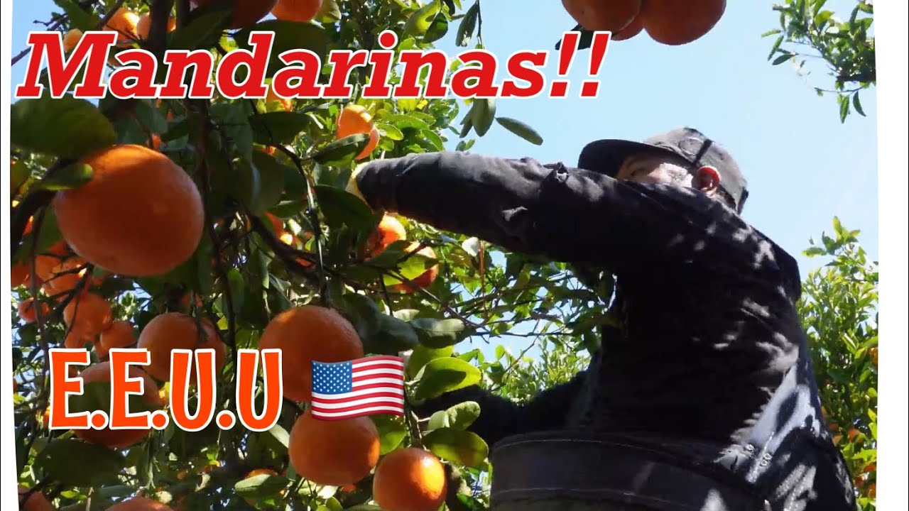 Pisca de Mandarinas | Campesinos de America