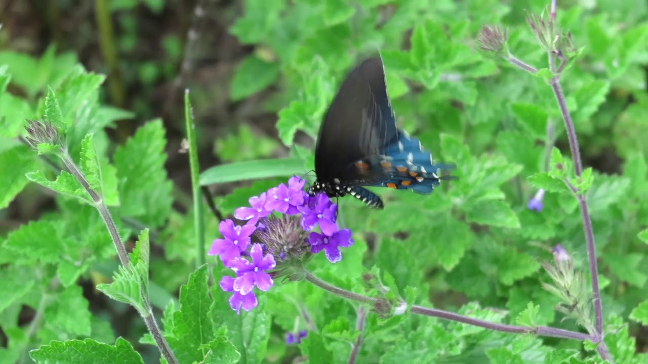 Cottage Garden Reborn after Destruction