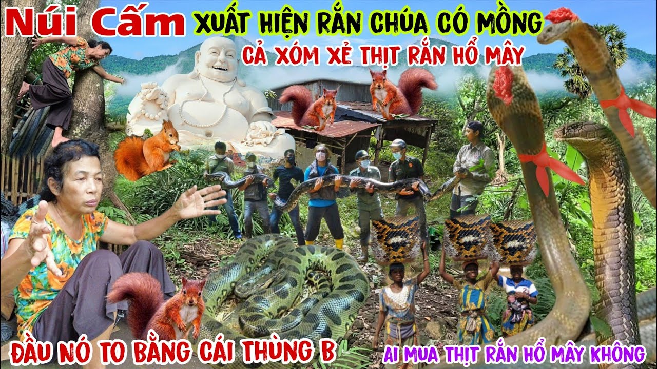 Chấn Động Núi Cấm Xuất Hiện Rắn Chúa Có Mồng Khổng Lồ và người phụ nữ thợ Săn Xẻ thịt Rắn Hổ Mây