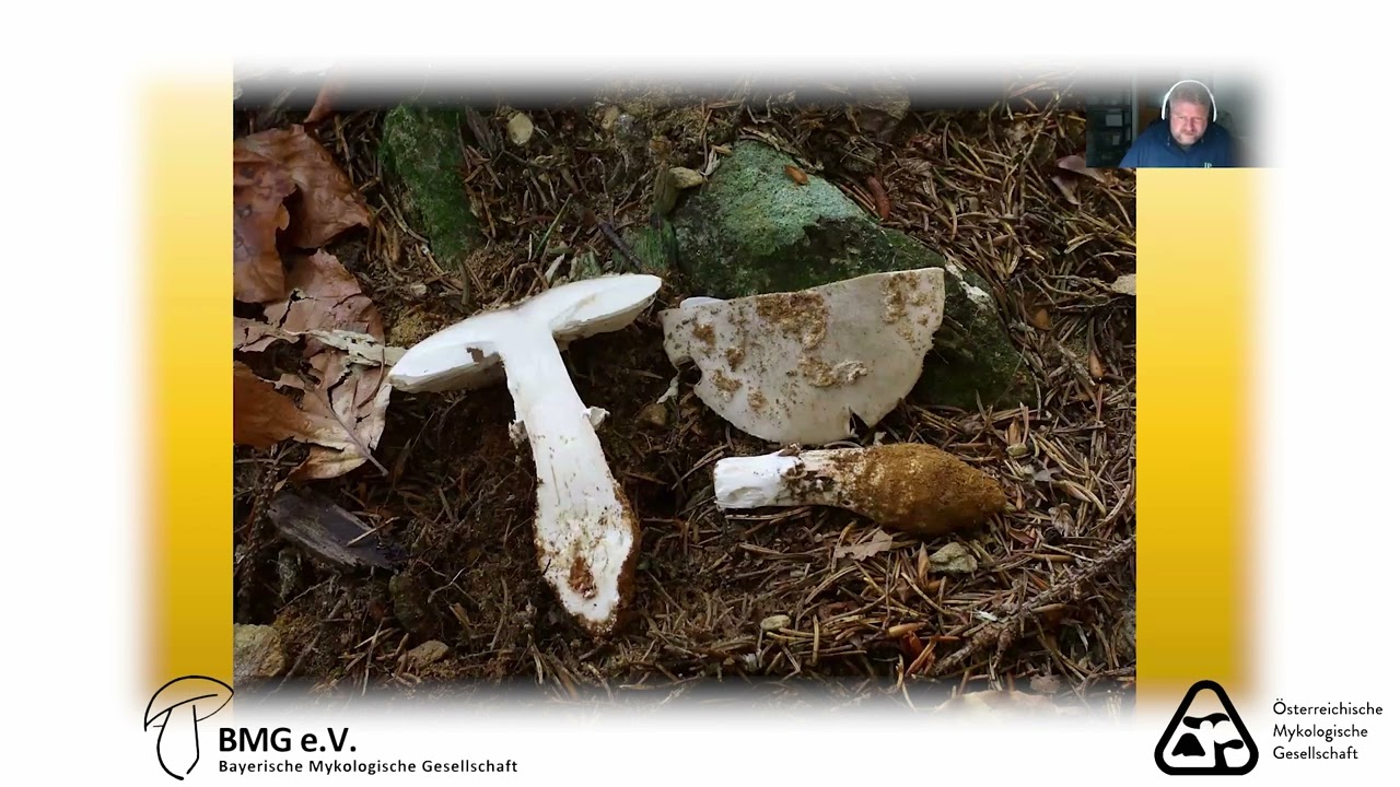 Pilzvortrag: Christoph Hahn - Amanita