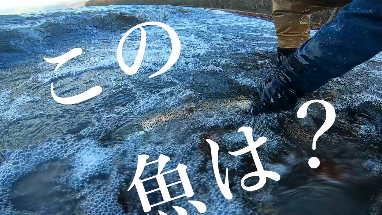 “プラチナ“といわれる魚を初めて釣った男。