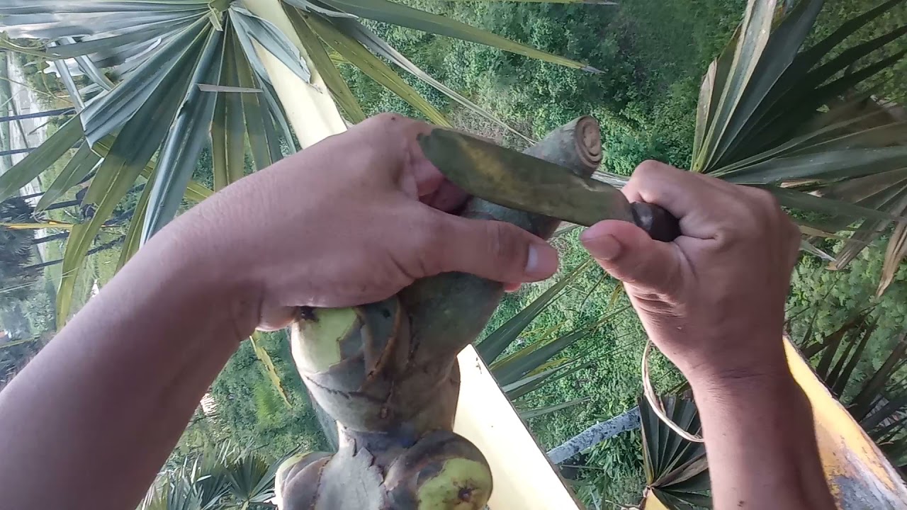 proses awal membuat nira pohon lontar(siwalan)