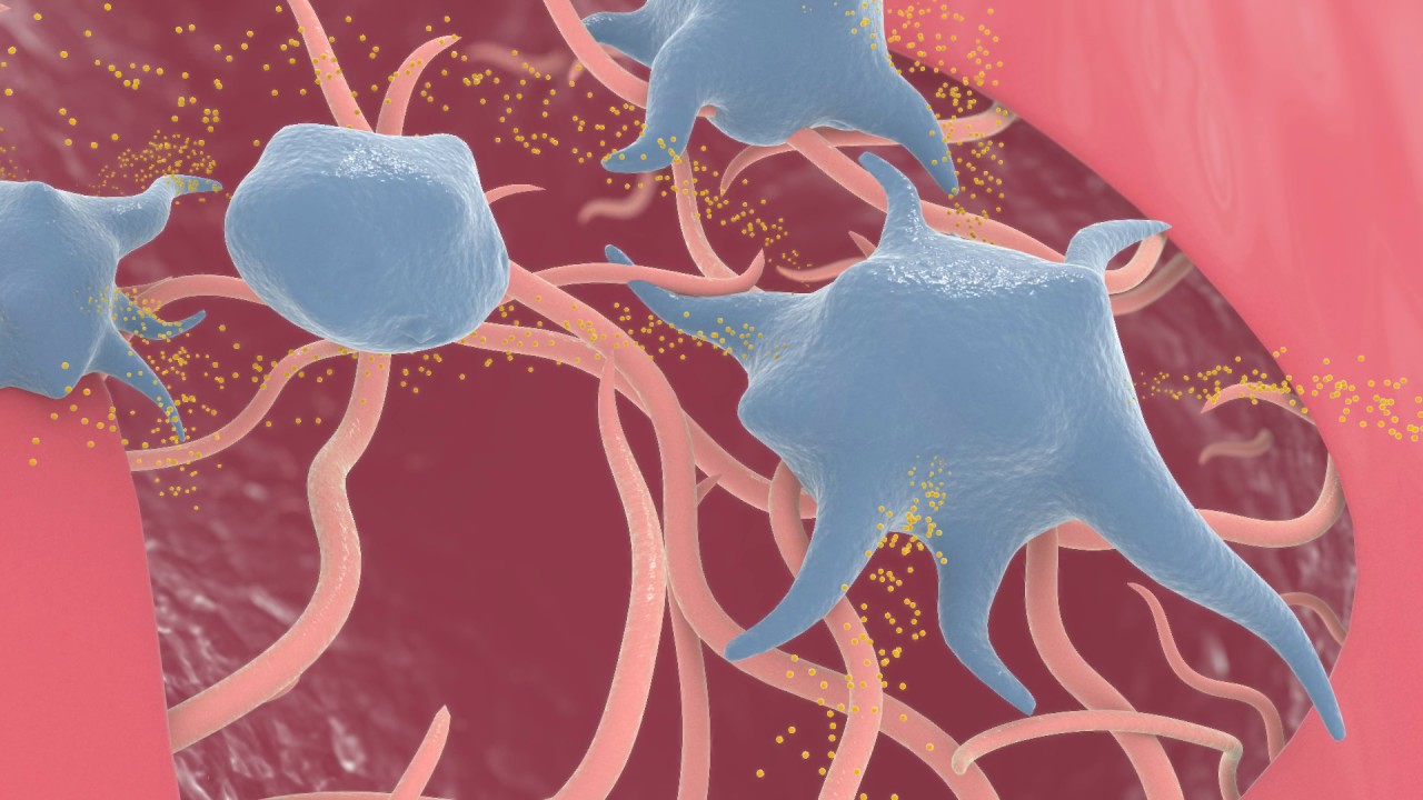 How Platelet Rich Plasma (PRP) Therapy Works for Dogs