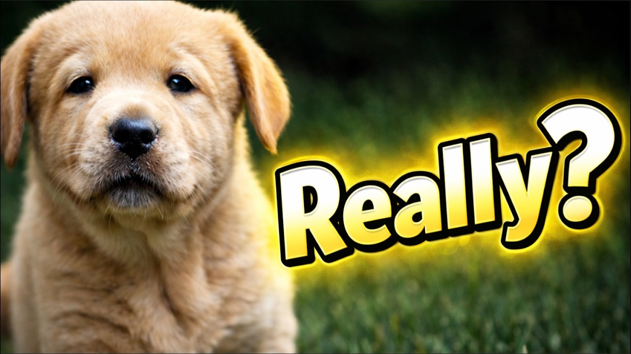 Yellow Labrador Puppy Adventures – Mud, Toys & Backyard Fun