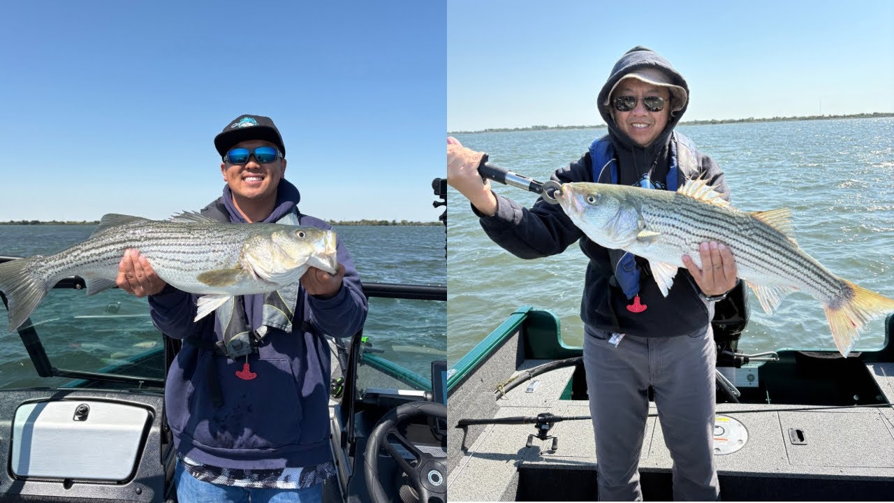 Epic Topwater Striper Fishing (Wide Open Bite/Non-Stop Action)