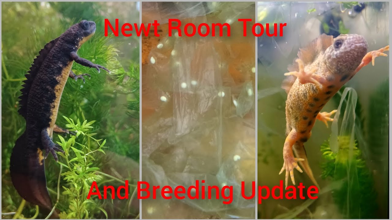 Newt Room Tour & Breeding Update 2022