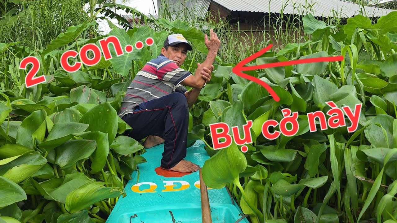 Ông Ngoại quá đỉnh. Thăm lờ toàn cá lóc bự bự thấy mê luôn
