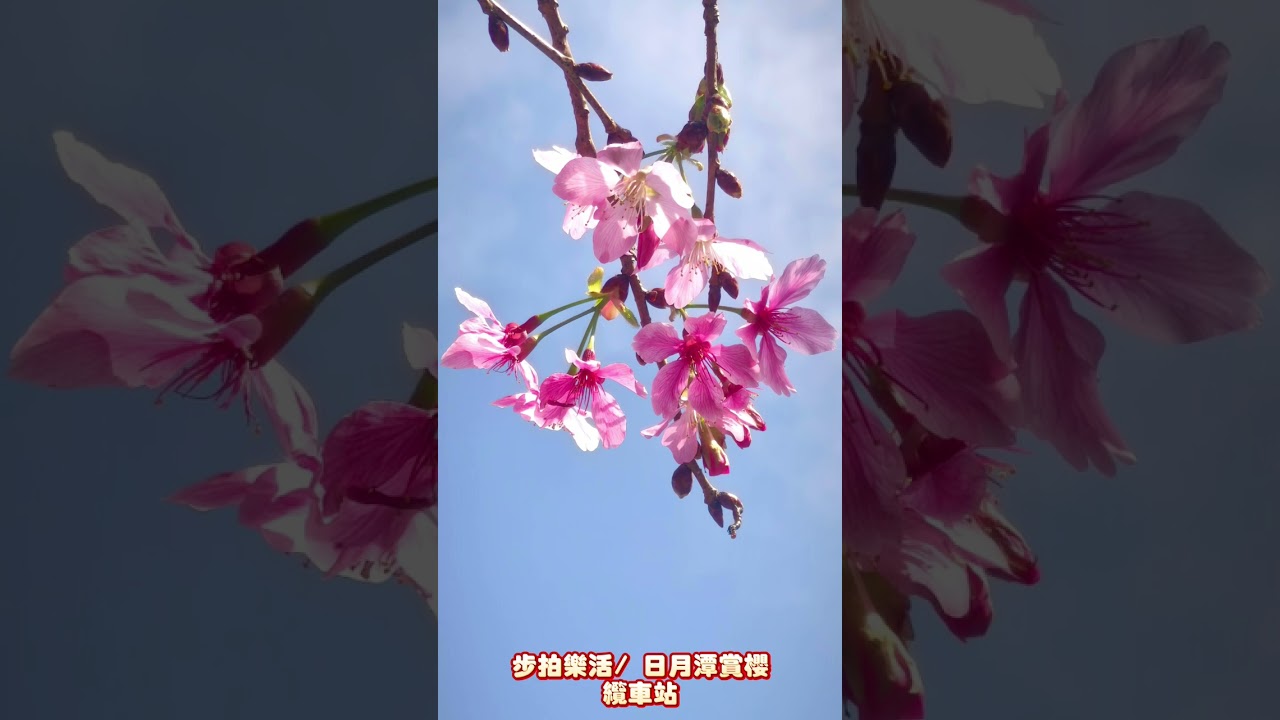步拍樂活/日月潭賞櫻