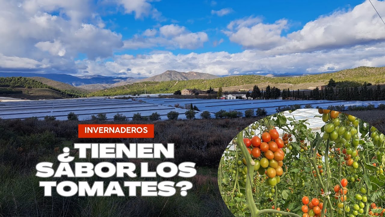 TIENEN SABOR LOS TOMATES DE INVERNADERO.