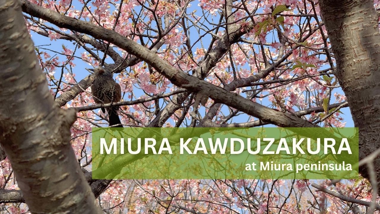 Japan Travel - Miura Peninsula -