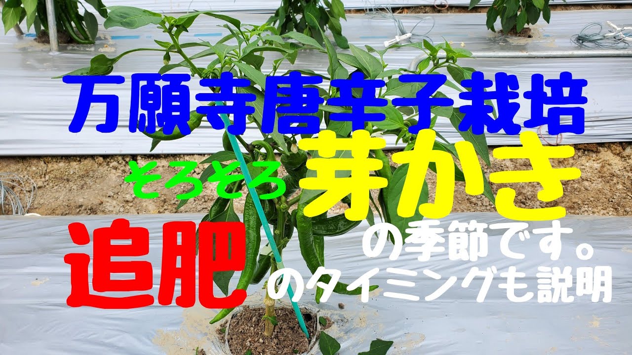 【万願寺とうがらし栽培】。そろそろ【芽かき】の季節です。追肥のタイミングも説明。