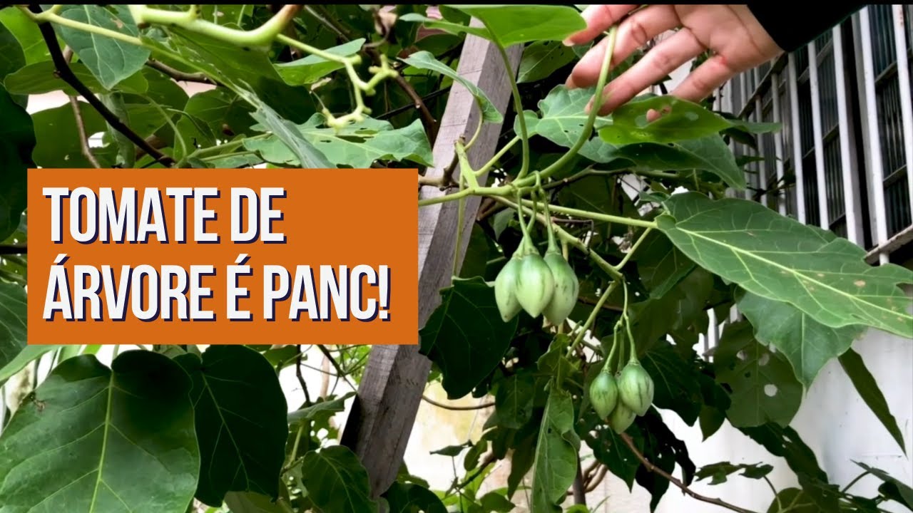 TOMATE DE ÁRVORE É PANC! Mato no Prato