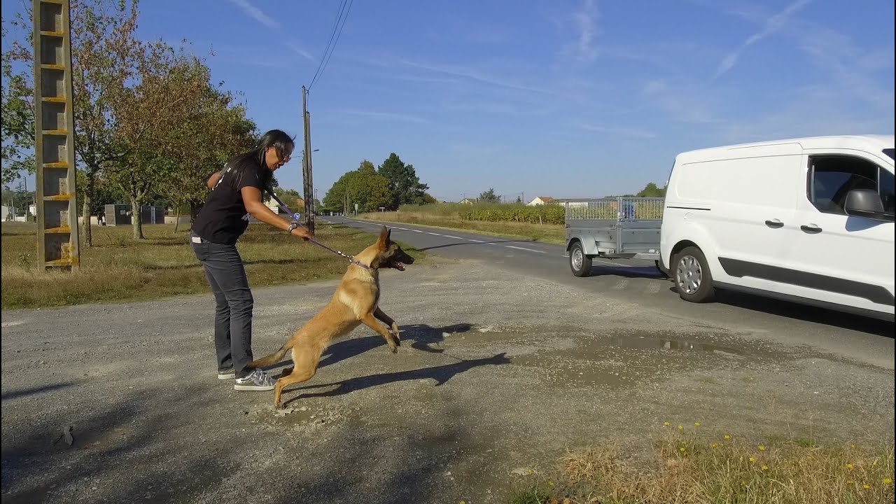 MALINOIS AGRESSIF VÉHICULES / ÉDUCATION CANINE L'ACADEMIE DES CHIENS