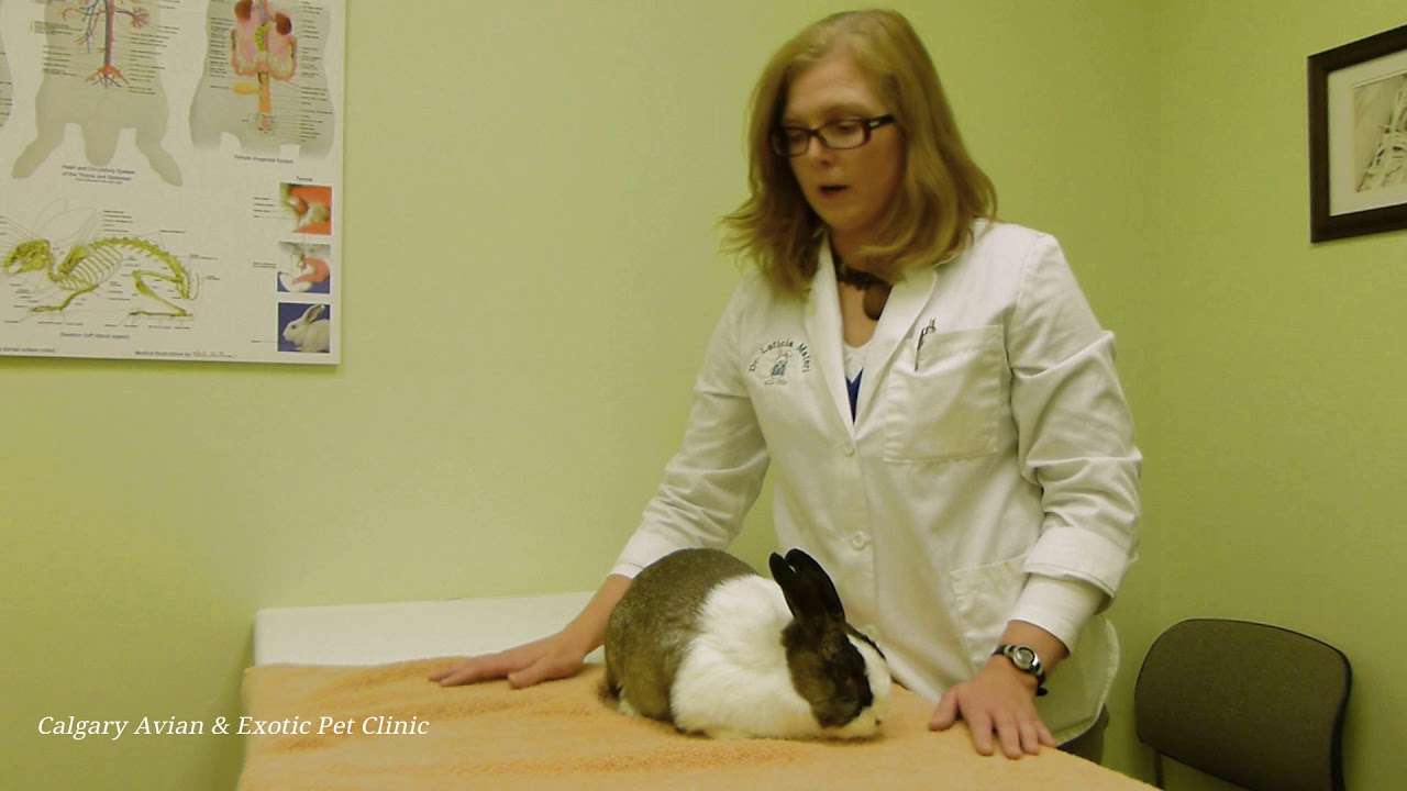 Calgary Avian & Exotic Pet Clinic: How to Towel a Rabbit (aka, The Bunny Burrito)