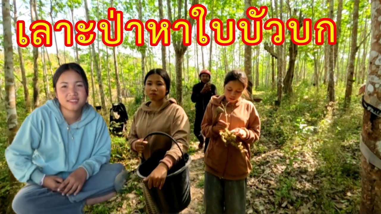 สองสาวพาเลาะป่าหาหาผักใบบัวบกได้เยอะมากๆ 17 มีนาคม ค.ศ. 2026