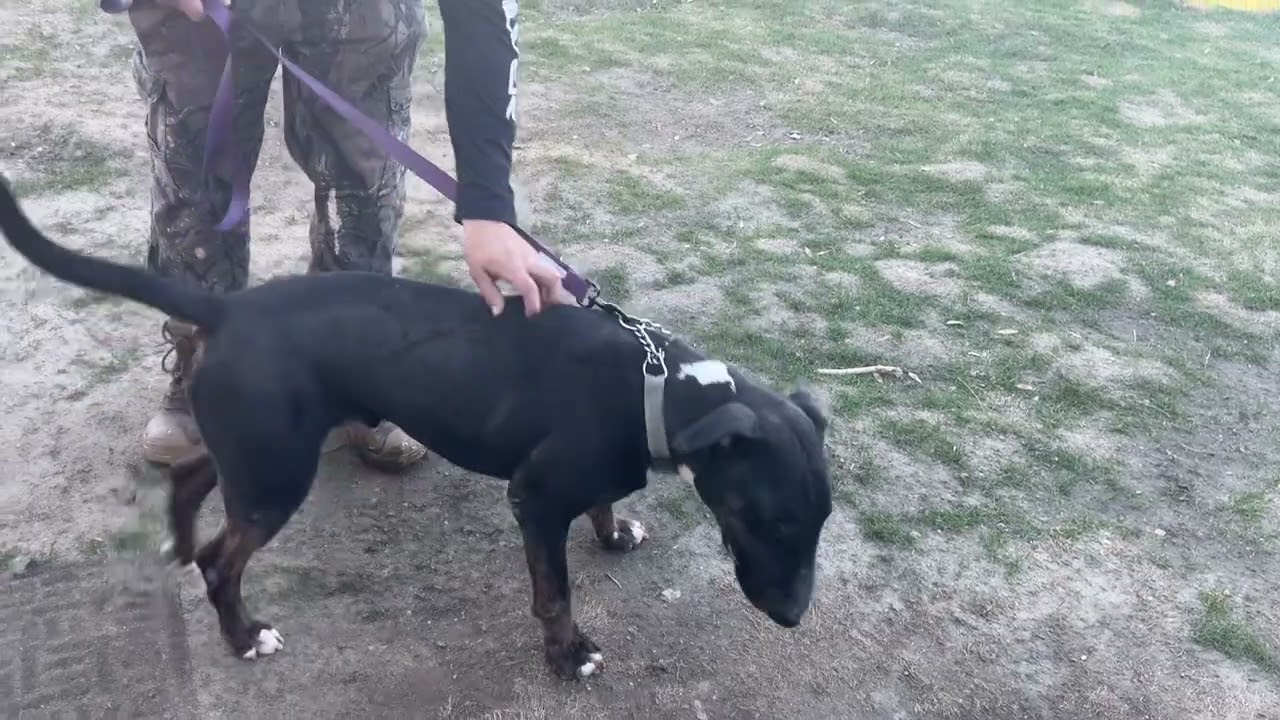 CHANCE THE BULLTERRIER