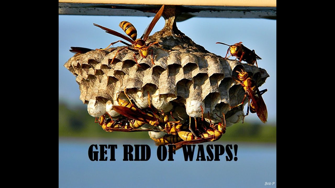 Get Rid Of Wasps And Keep Them Gone All Year